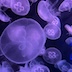 multiple purple jellyfish in dark water